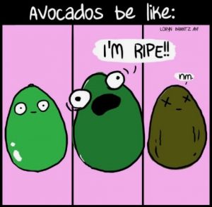 Avocado window meme - Cocolife Australia lifestyle, avocado oil